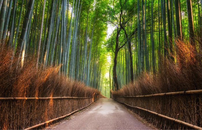 I due volti del Giappone: Tokyo & Kyoto